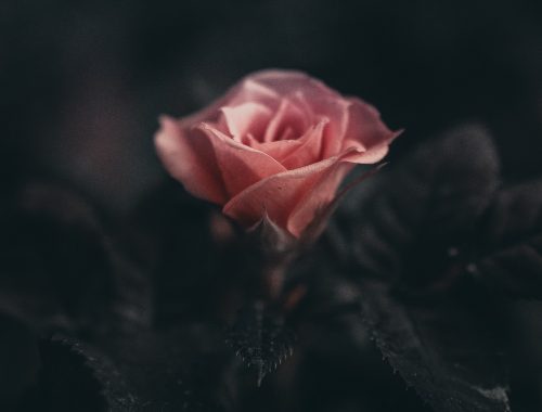 Une rose dans les ténèbres