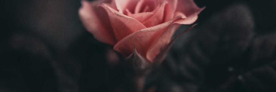 Une rose dans les ténèbres
